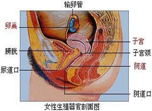 单纯性外阴阴道念珠菌病