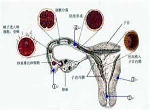 卵巢混合性生殖细胞-性索间质肿瘤