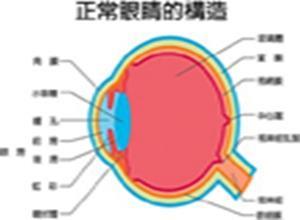 小儿眼外肌麻痹-视网膜色素变性-心脏传导