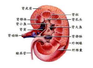 小儿肾小管性酸中毒