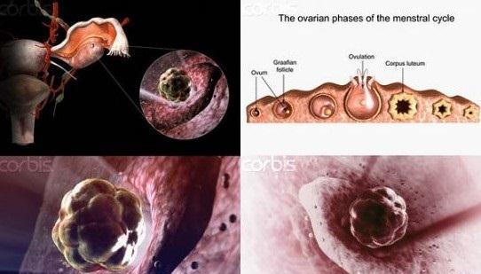 生命孕育全过程图 受精过程受孕过程图(29张)