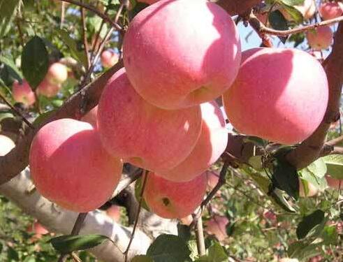 孕妇水果苹果