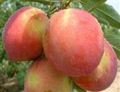 孕妇过量食用桃子可致流产