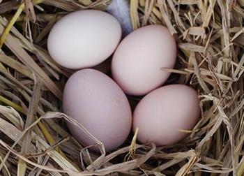 给宝宝吃鸡蛋五种错误方法