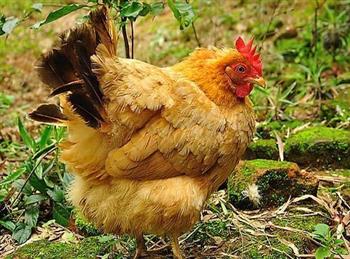 麻油鸡适合在产后瘦身