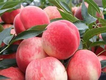 孕期过量食用桃子可致流产